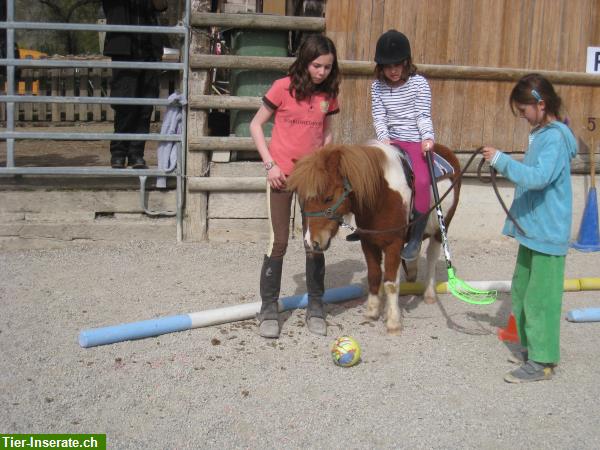 Bild 8: Reiten für Kinder & Erwachsene, Ausbildung von Pferden & Ponys