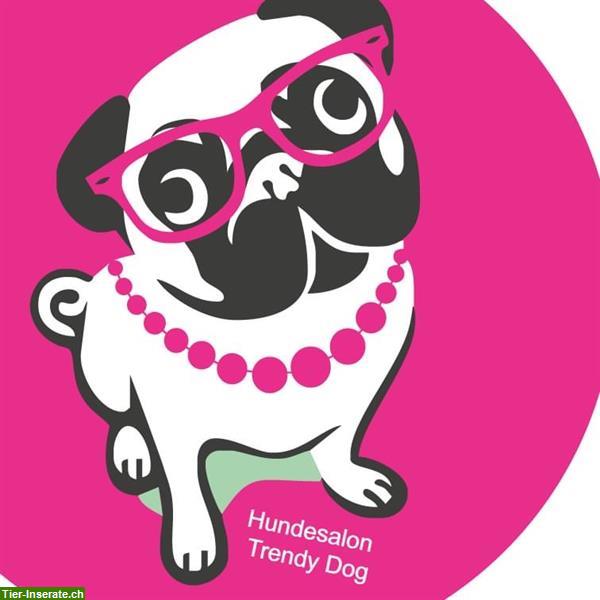 Hundesalon Trendy Dog in 5400 Baden - weil es Ihr Hund wert ist