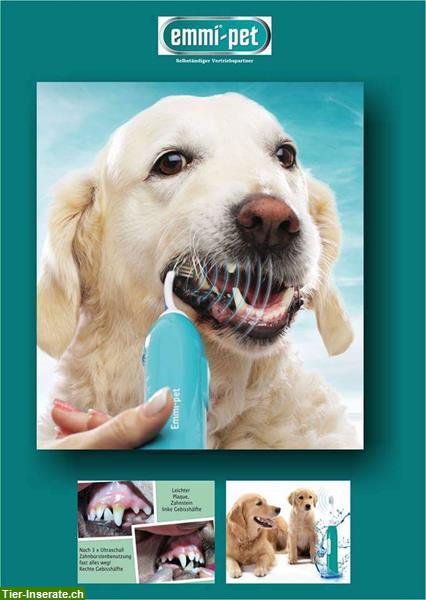 Bild 3: Hundesalon Trendy Dog in 5400 Baden - weil es Ihr Hund wert ist