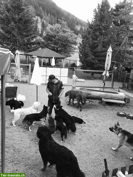 Bild 4: Fun4dog Hundepension in Matten St. Stephan