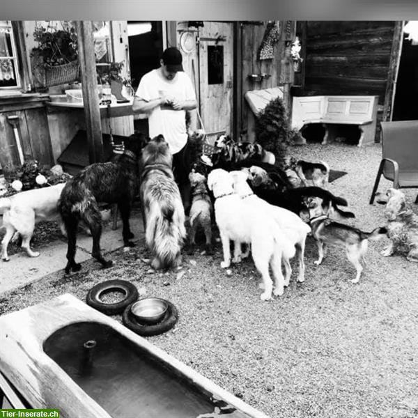 Bild 5: Fun4dog Hundepension in Matten St. Stephan