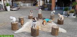 Hundehotel Paradies SG ist spezialisiert auf kleine Hunde bis 10kg