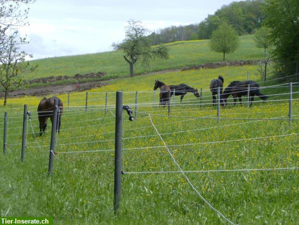 Bild 7: Grosse, helle Pferdeboxen mit direktem Auslauf im Aargau