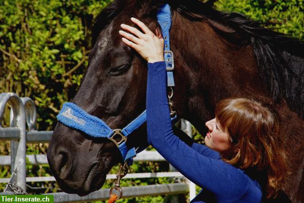 Bild 2: Vital Horse Pferdeosteopathie - Alternative & ganzheitliche Therapie