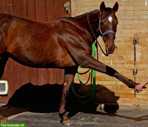 Bild 4: Vital Horse Pferdeosteopathie - Alternative & ganzheitliche Therapie