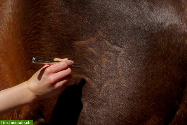 Bild 5: Vital Horse Pferdeosteopathie - Alternative & ganzheitliche Therapie