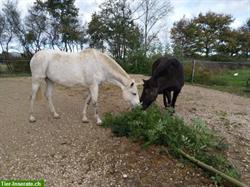 Auszeit für Ihr Pferd/Pony gesucht? Pensionsplatz im Burgund, Frankreich
