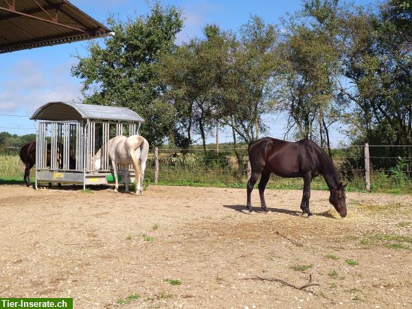 Bild 10: Auszeit für Ihr Pferd/Pony gesucht? Pensionsplatz im Burgund, Frankreich