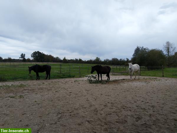 Bild 6: Auszeit für Ihr Pferd/Pony gesucht? Pensionsplatz im Burgund, Frankreich