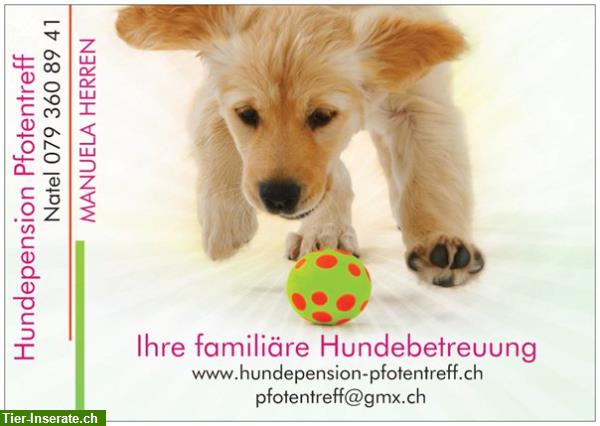 Bild 1: Hundepension Pfotentreff bietet familiäre Betreuung Ihres Hundes