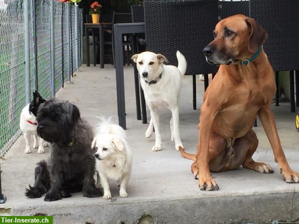 Bild 3: Hundepension Pfotentreff bietet familiäre Betreuung Ihres Hundes