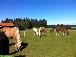 Ferien mit dem eigenen Pferd im Jura, 300km Reitwege, in den Freibergen