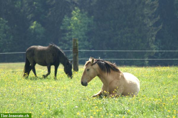 Bild 2: Ferien mit dem eigenen Pferd im Jura, 300km Reitwege, in den Freibergen