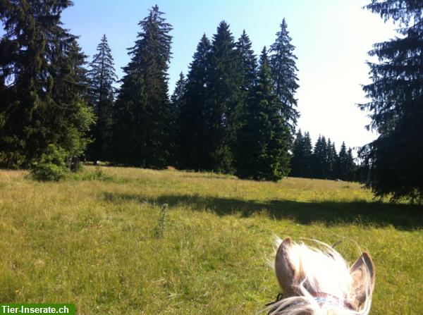 Bild 6: Ferien mit dem eigenen Pferd im Jura, 300km Reitwege, in den Freibergen