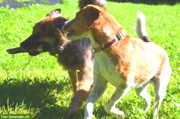 Bild 1: Biete Hundesitting, zuverlässig, liebevoll und professionell
