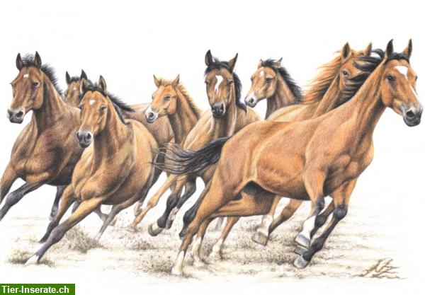 Bild 1: Biete Ausbildung und Therapie für Pferde und Ponys