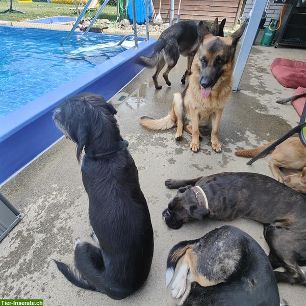Bild 4: Lippi's Hundebetreuung in Hendschiken und Region
