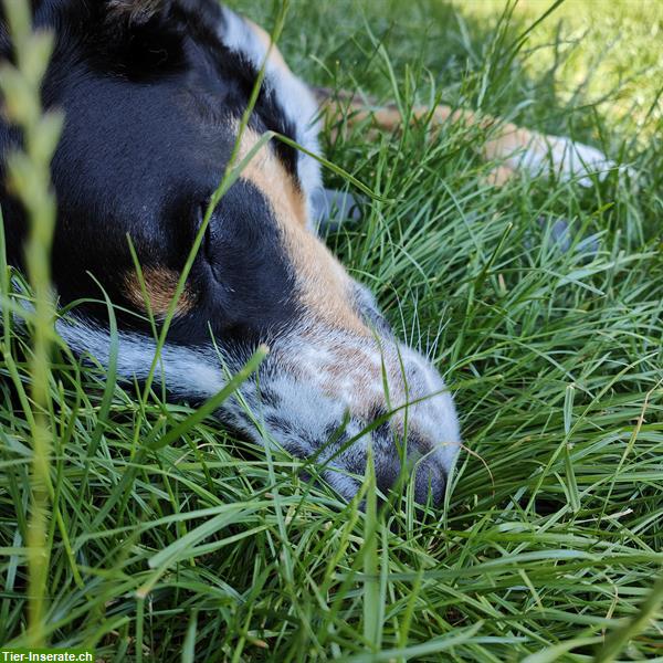Bild 6: Lippi's Hundebetreuung in Hendschiken und Region