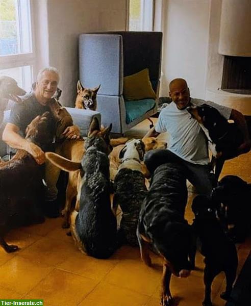 Bild 7: Lippi's Hundebetreuung in Hendschiken und Region