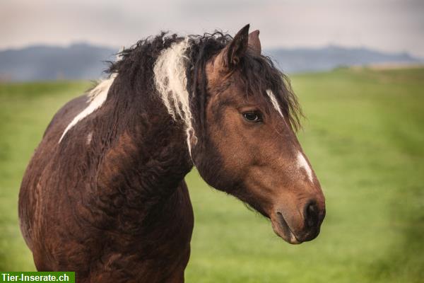 Bild 1: Deckanzeige: American Bashkir Curly Horse Deckhengst, CH & Europa