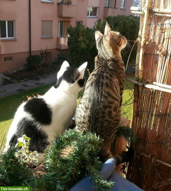 Bild 5: Luzerner Tierschutzkatzen suchen ein Zuhause