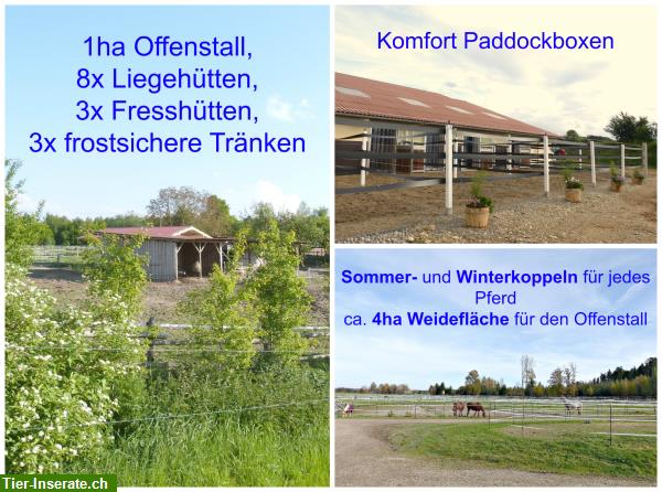 Bild 6: Offenstall, Paddockbox, XXL Box, Laufstall, Hengsthaltung, Reithalle, Koppeln...