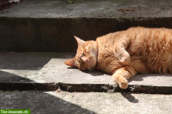 Bild 2: Lily's Catsitting - Katzenbetreuung in Aarau und Umgebung