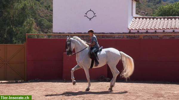 Bild 3: Ein Paradies für Pferde - Pensionsstall in Andalusien / Spanien