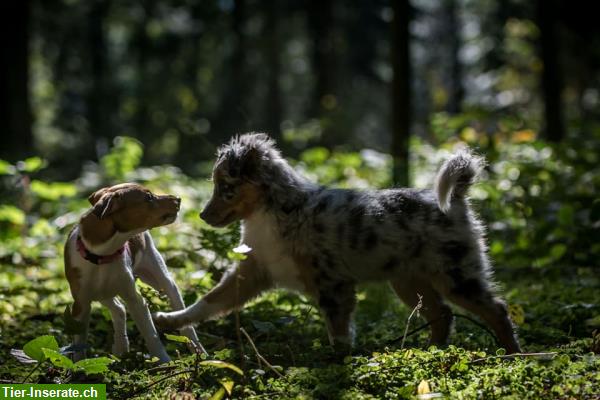 Bild 1: Familiäre Hundepension in 8608 Bubikon im Zürioberland