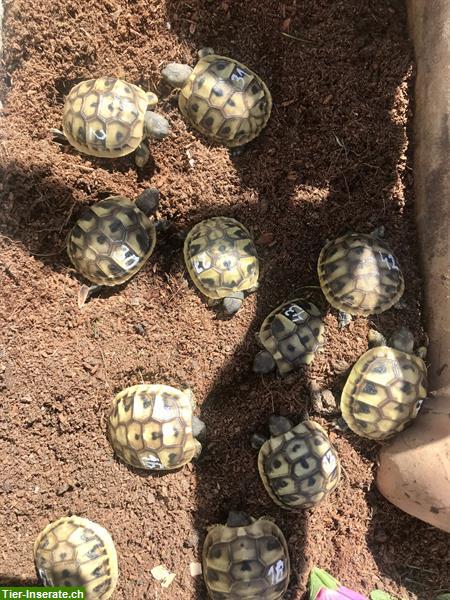 Bild 10: Biete Griechische Landschildkröten aus Freilandzucht