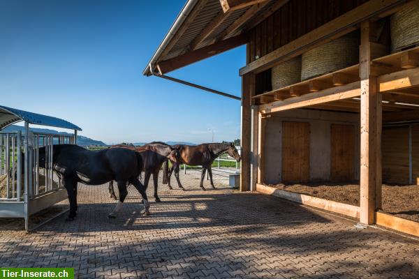 Bild 3: Offenstall-Suite, bieten was Pferde wirklich brauchen, PLATZ für Bewegung