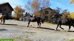 Kompetente Pferdebetreuung im Raum Seetal - Zentralschweiz