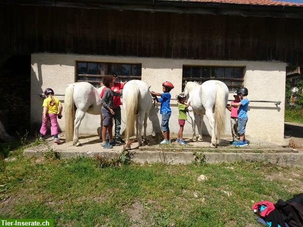 Bild 3: Hippolini Kinderreitkurse im Berner Jura nähe Biel