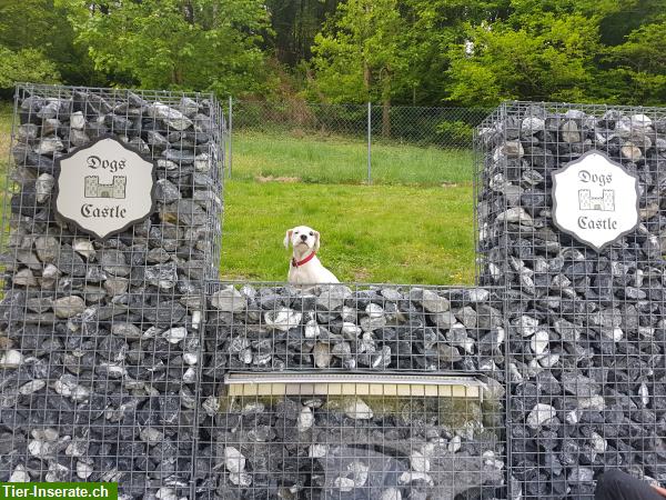 Bild 7: Hundetagesstätte Dogs Castle in Leibstadt