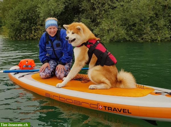 Bild 2: SUP und / oder Kajak mit Hund in Nidwalden