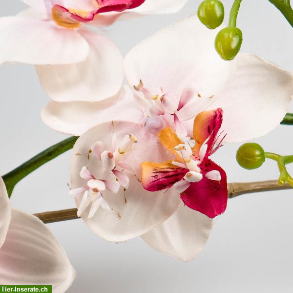 Bild 2: Gottesanbeterinnen: Hymenopus, Orchideenmantide, Hierodula, Riesenmantis