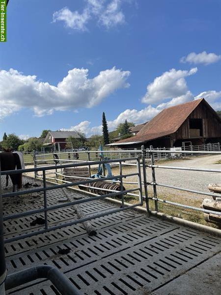 Bild 3: Pferdepension vermietet freie Pferdebox in Worben BE