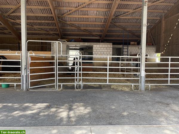 Bild 6: Pferdepension vermietet freie Pferdebox in Worben BE