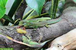 Taggeckos der Gattung Phelsuma + Madagaskar-Bundfrösche