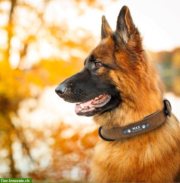 Bild 5: Persönliches Halsband für Hunde mit Gravur