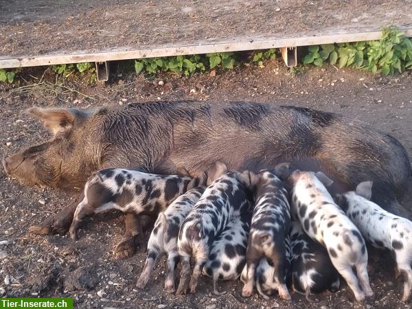 Bild 6: Reinrassige Turopolje und Mischling Schweinchen zu verkaufen