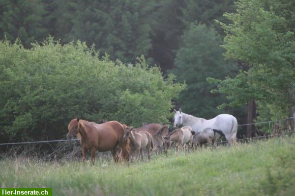 Bild 10: Pferdepension für Rentnerpferde, Fohlenaufzucht in Frankreich