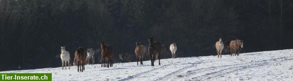 Bild 2: Pferdepension für Rentnerpferde, Fohlenaufzucht in Frankreich