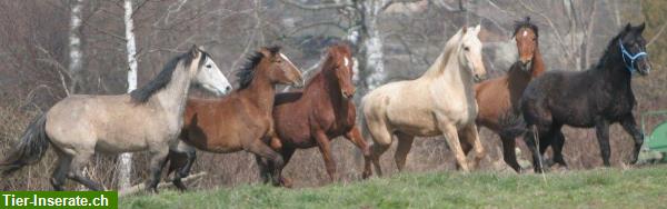 Bild 5: Pferdepension für Rentnerpferde, Fohlenaufzucht in Frankreich