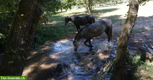 Bild 7: Pferdepension für Rentnerpferde, Fohlenaufzucht in Frankreich