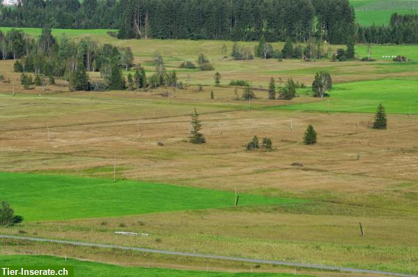 Bild 3: Offenstall Platz frei mit viel Weide in Rothenthurm SZ