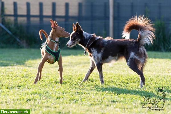 Bild 1: Come & Wait - Abruf- & Bleib-Training - Hundeschule