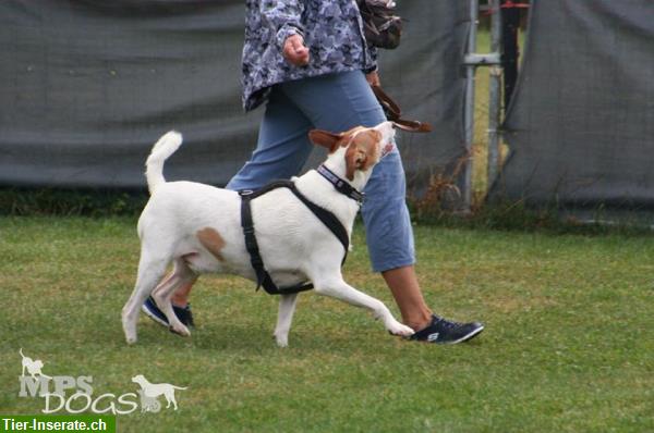 Bild 3: Come & Wait - Abruf- & Bleib-Training - Hundeschule