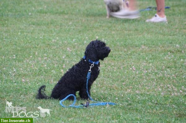 Bild 4: Come & Wait - Abruf- & Bleib-Training - Hundeschule