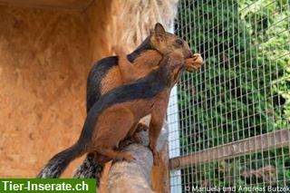 Bild 2: Junge blutsfremde Atrirufus abzugeben, Mittelamerikanisches Hörnchen